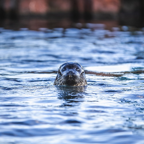 Nordsøen Oceanarium - Spar 15%